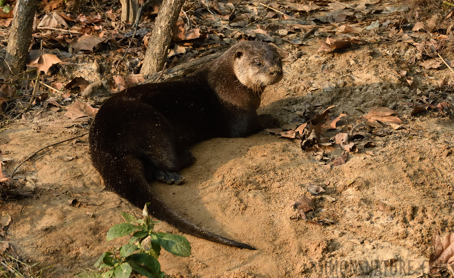 Lontra canadensis lataxina [400 mm, 1/500 sec at f / 8.0, ISO 1600]